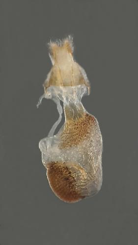 Eupithecia immundata
